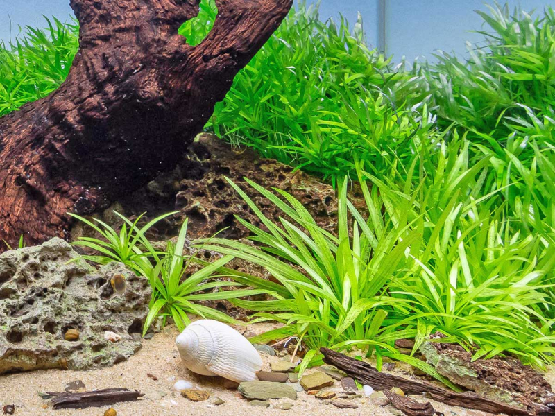 schmalblättrige Schwertpflanze - Helanthium bolivianum ´Quadricostatus´ in vitro